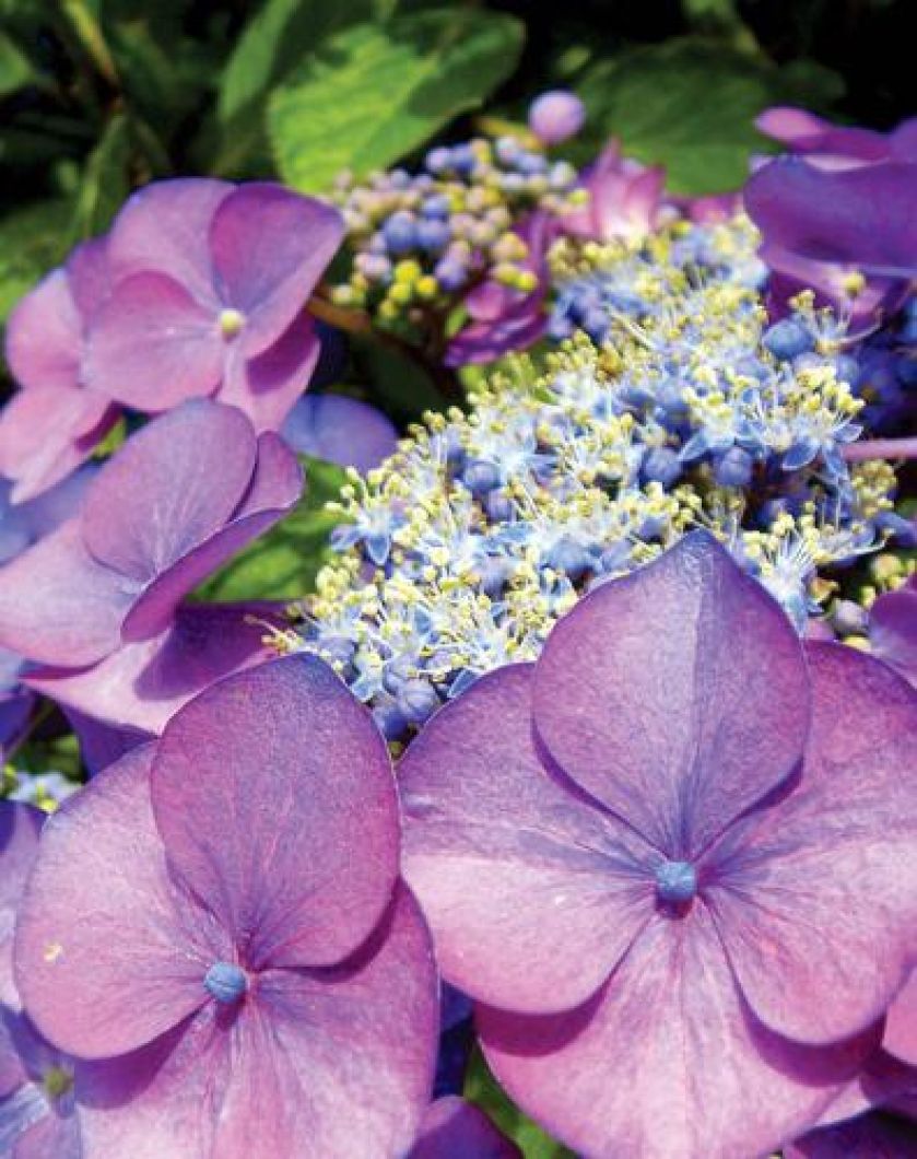 Hortensja krzewiasta