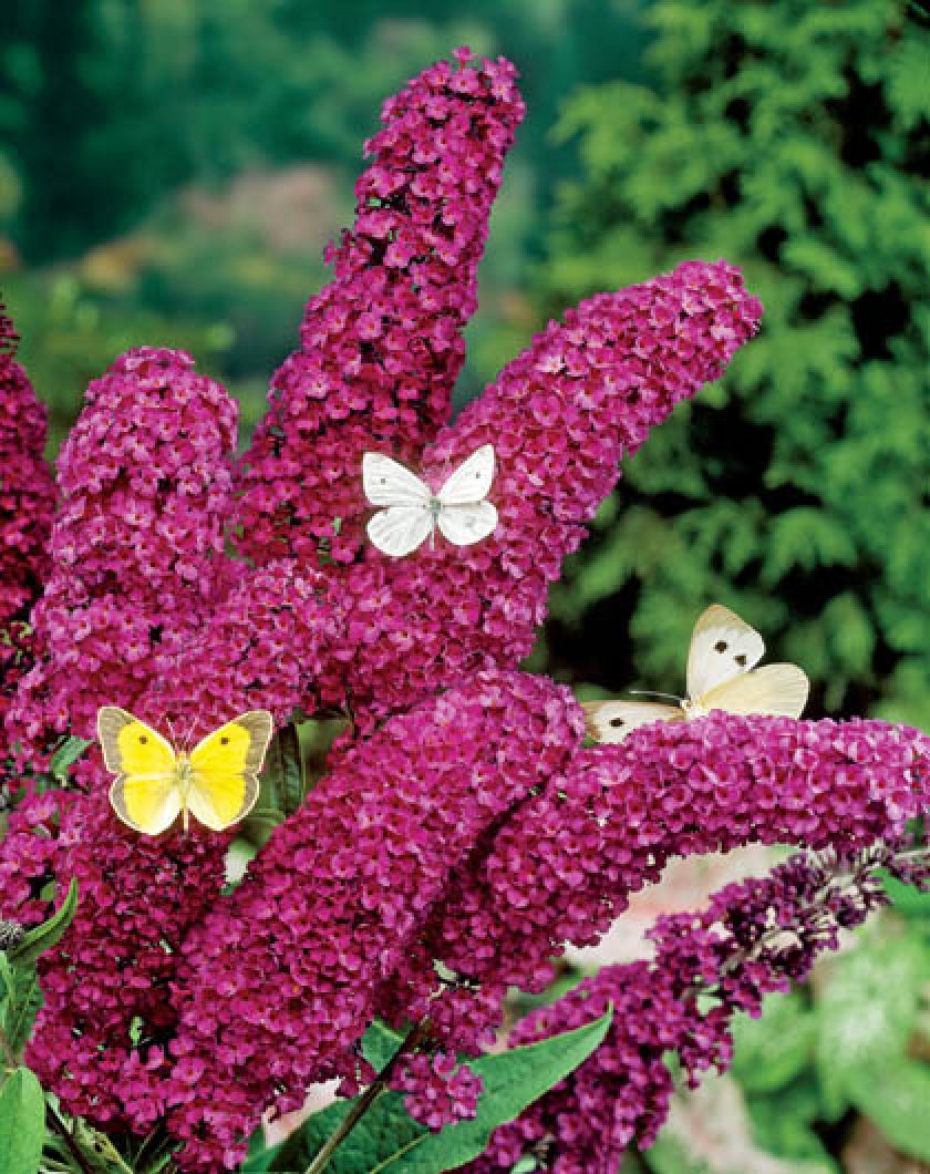 Budleja słodkim nektarowym zapachem wabi motyle