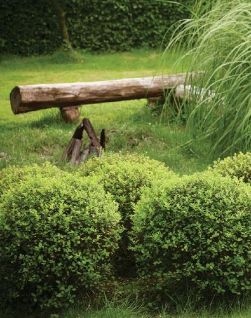 Ogród pełen traw i żywopłotów