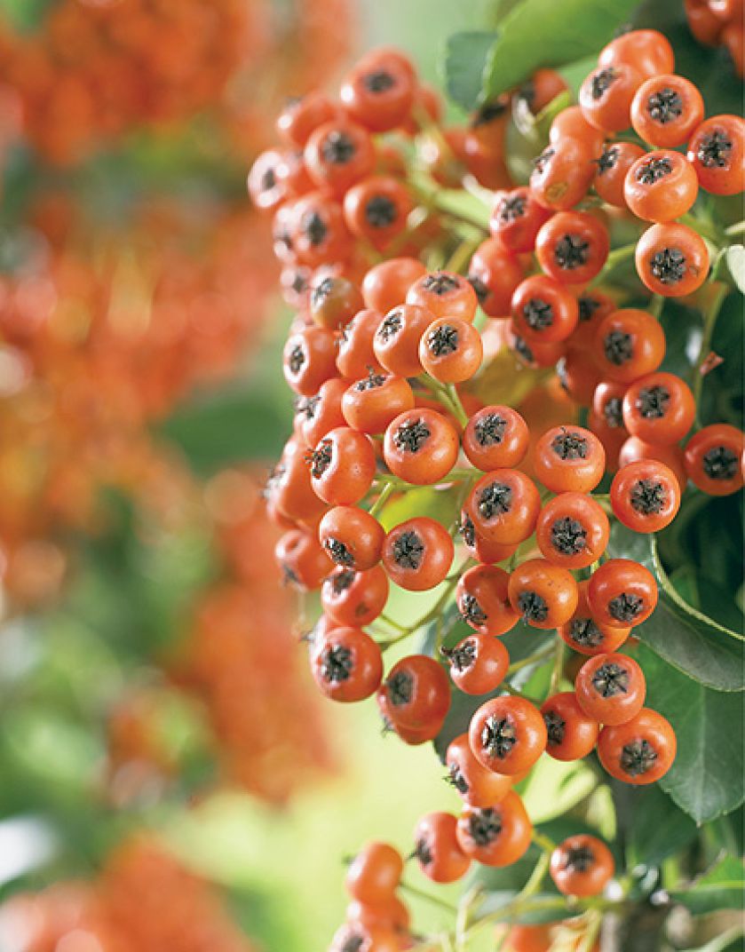 W konkursie na najpiękniejszy żywopłot, ognik szkarłatny w cuglach wygrywa z ligustrem, tują i grabem. Jak go uprawiać?