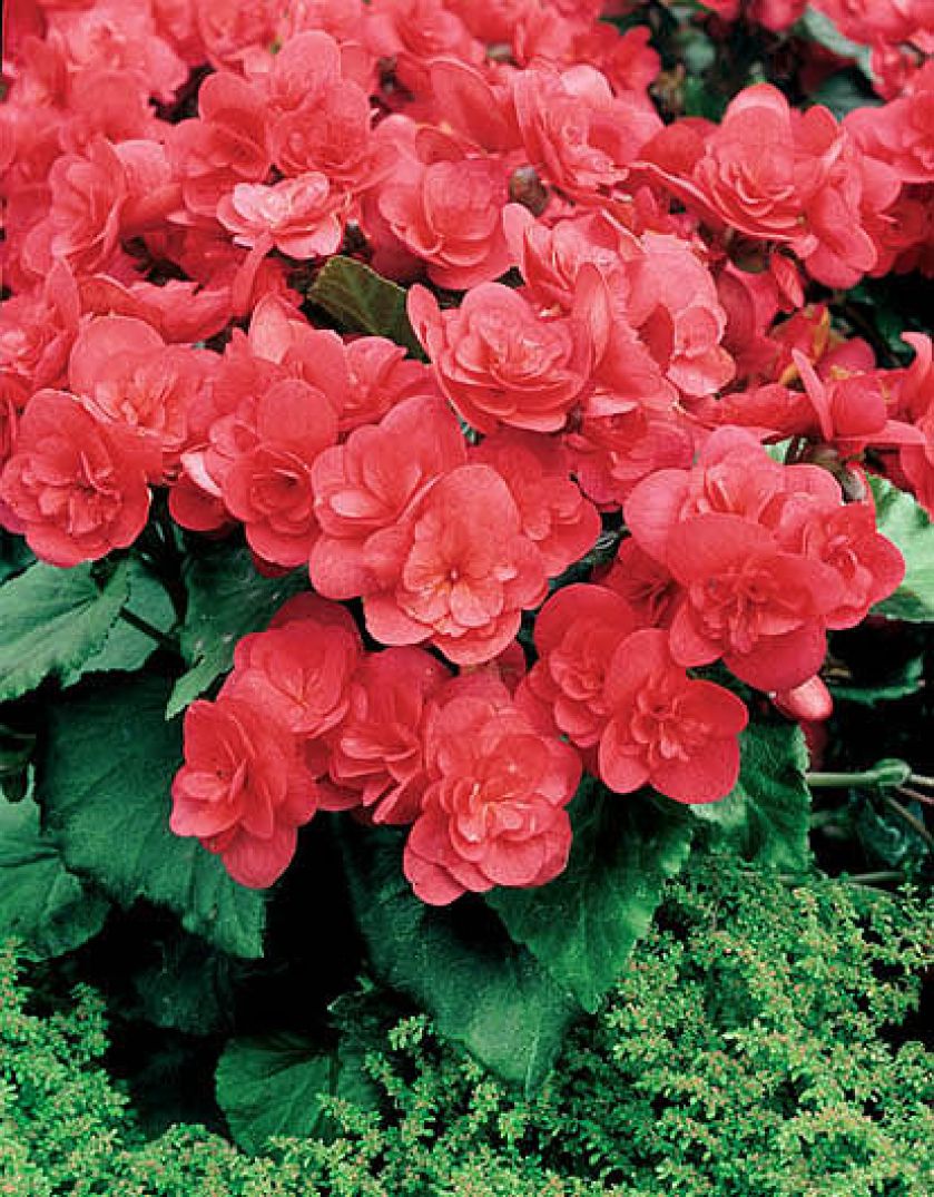 Begonia Elatior Heidi. Begonia - królowa zimy