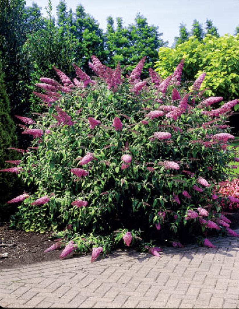 Krzew budlei w ogrodzie