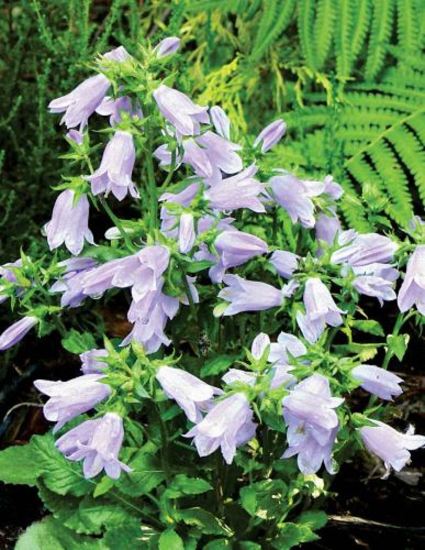 Dzwonek pokrzywolistny