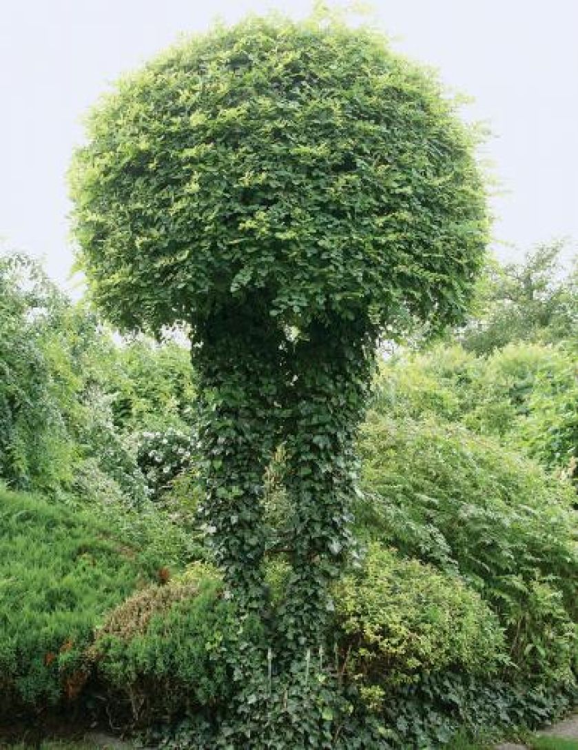 Ta ogrodowa rzeźba to robinia akacjowa o dwóch pniach, po których pnie się winobluszcz.