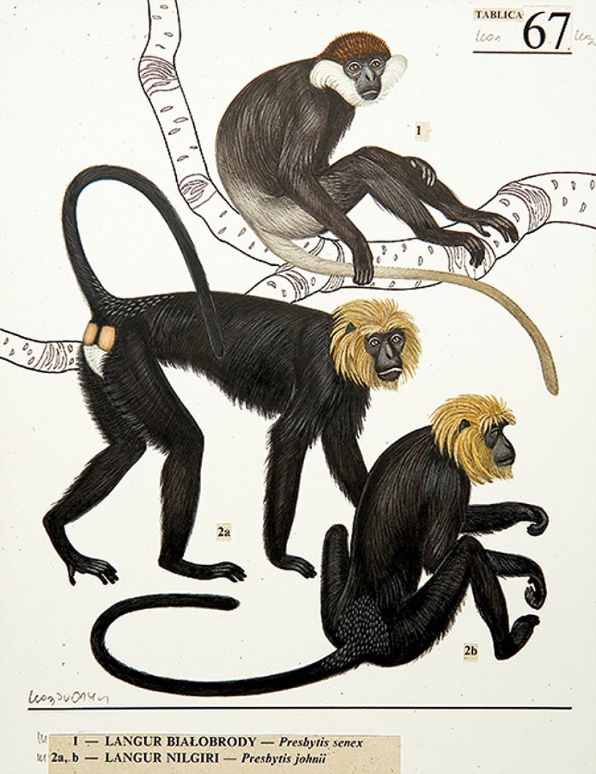 Tablica do atlasu Małpy i małpiatki , Z. Woliński, J. Towpik, WSiP, 1990 r.