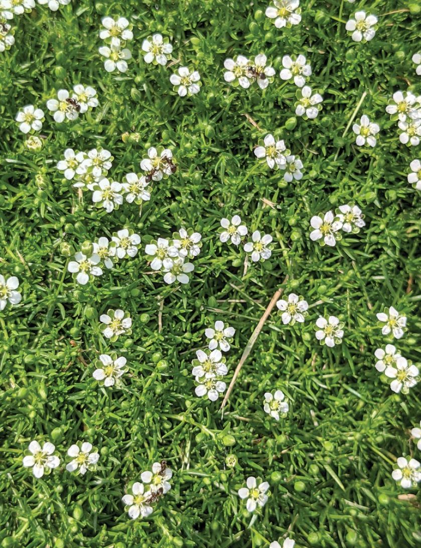 karmnik ościsty w ogrodzie