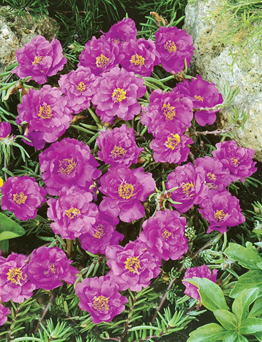 portulaka w ogrodzie