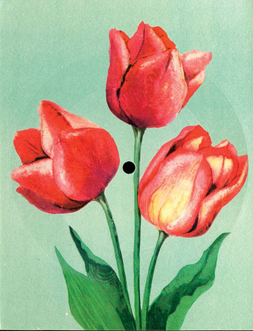 Czerwono-Czarni, Połomski i Wodecki na kwietnych pocztówkach.