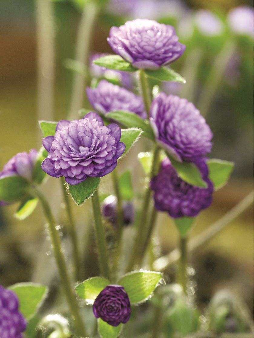 HYBRYDA PRZYLASZCZKI POSPOLITEJ I JAPOŃSKIEJ