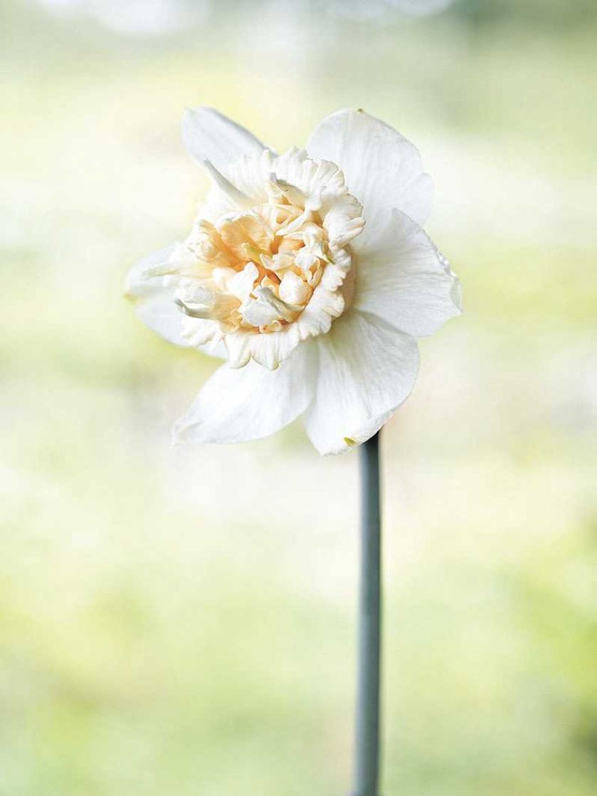 Narcyz Petit Four. Milion i jeden narcyzów