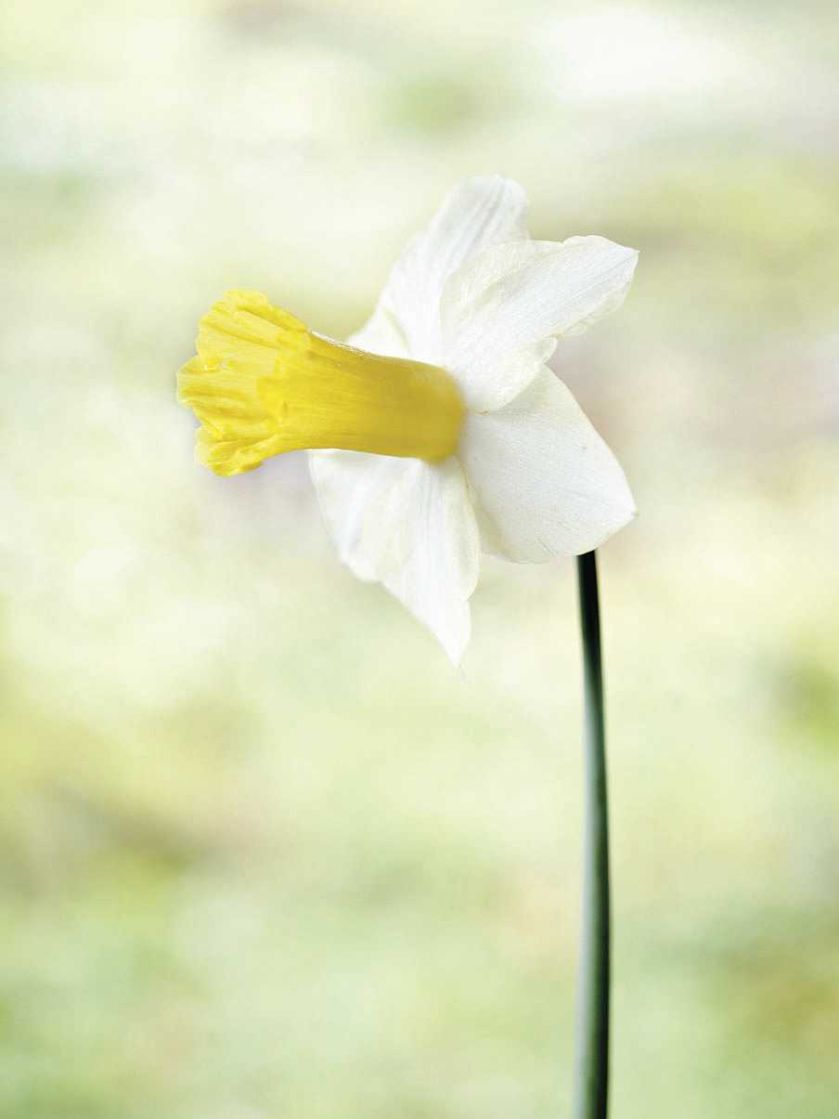 Narcyz Golden Echo. Milion i jeden narcyzów