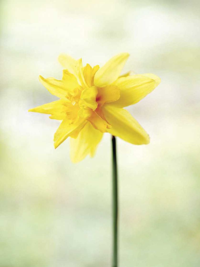 Narcyz Flore Pleno. Milion i jeden narcyzów