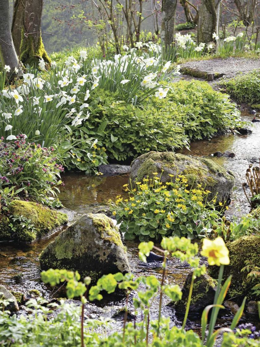 Milion i jeden narcyzów