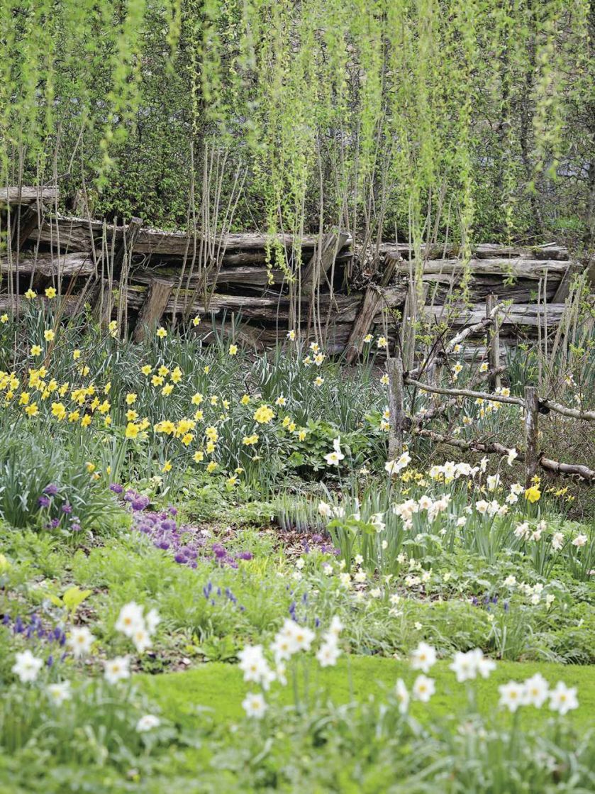 Milion i jeden narcyzów