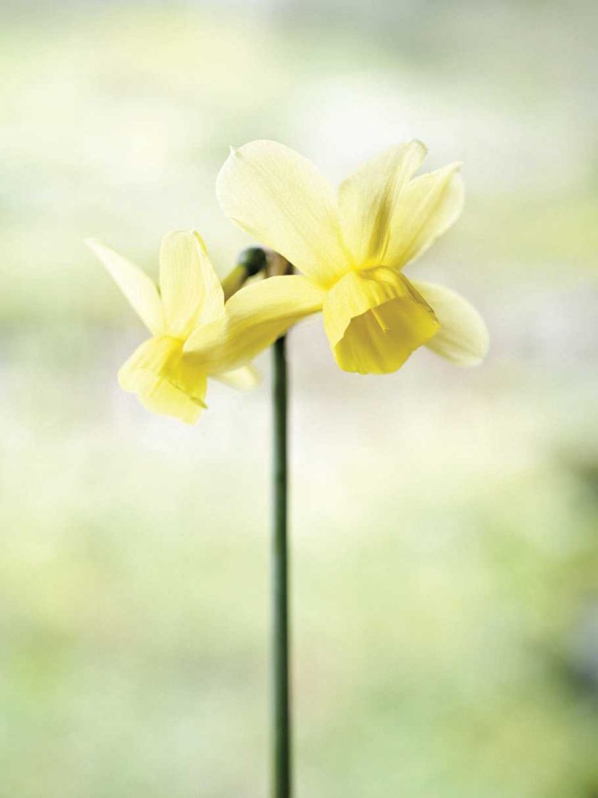 Narcyz Latvian Freedom. Milion i jeden narcyzów