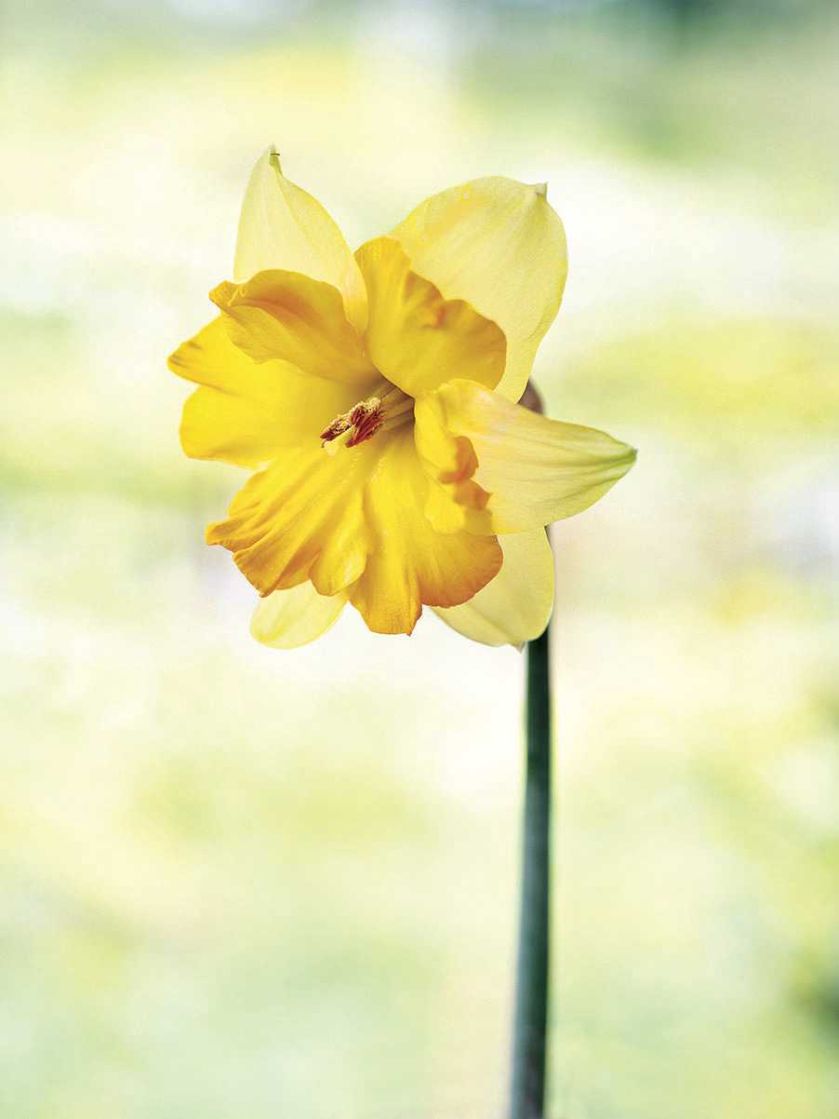 Narcyz Centannes. Milion i jeden narcyzów