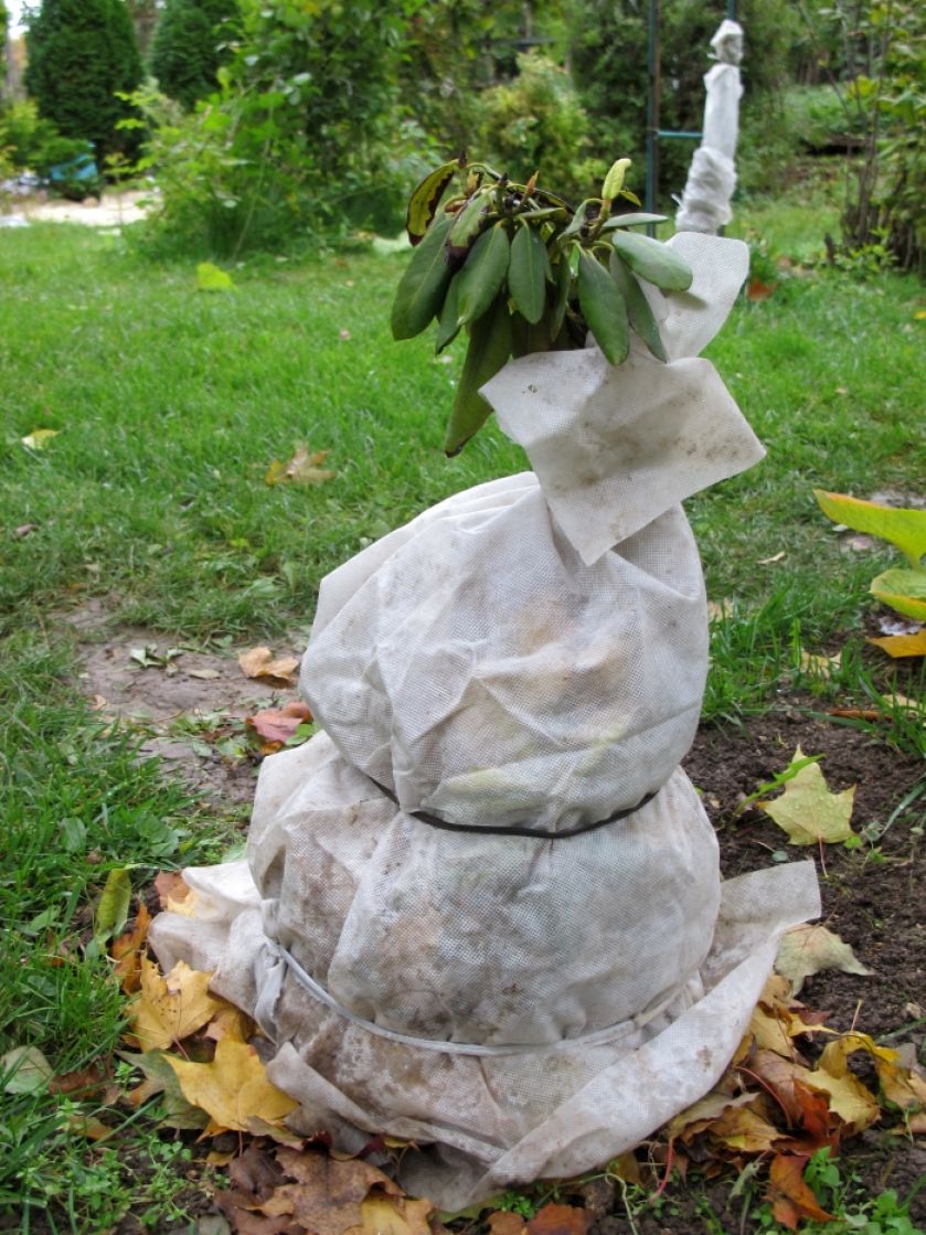 Rododendron –  sadzenie, kwitnienie, choroby