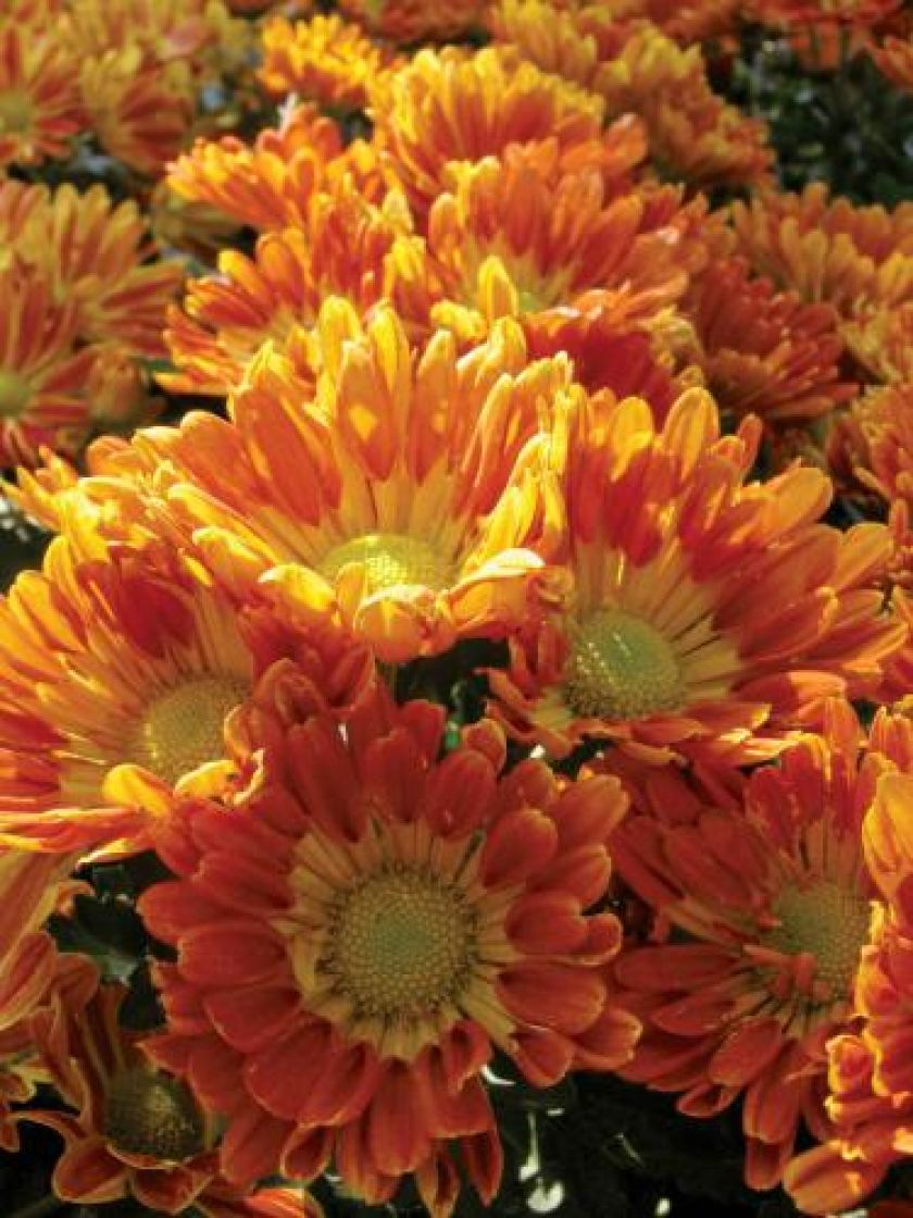 Złocień szklarniowy Starlet. Chryzantema - kwiat cesarzy