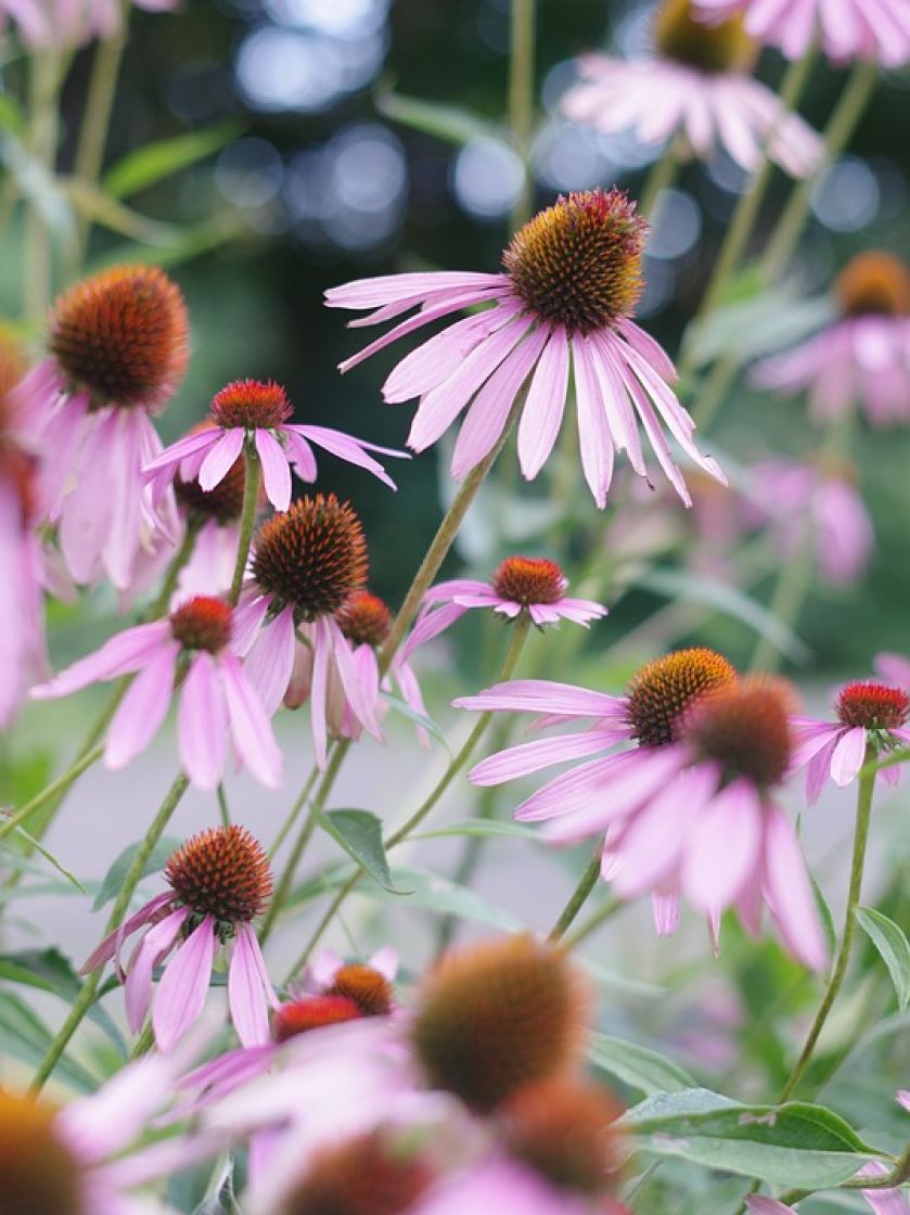 Jeżówka echinacea