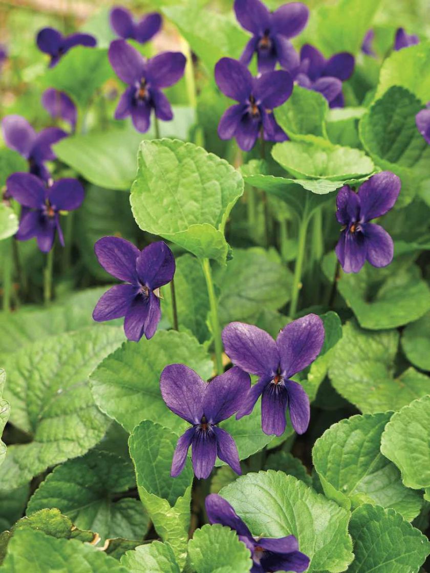 Kwiaty ogrodowe i rośliny, które pachną niczym perfumy