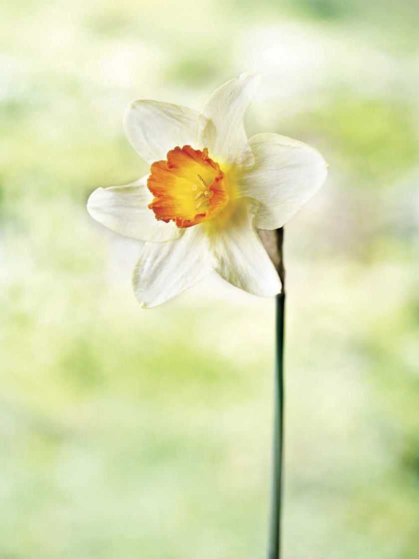 Milion i jeden narcyzów. Milion i jeden narcyzów