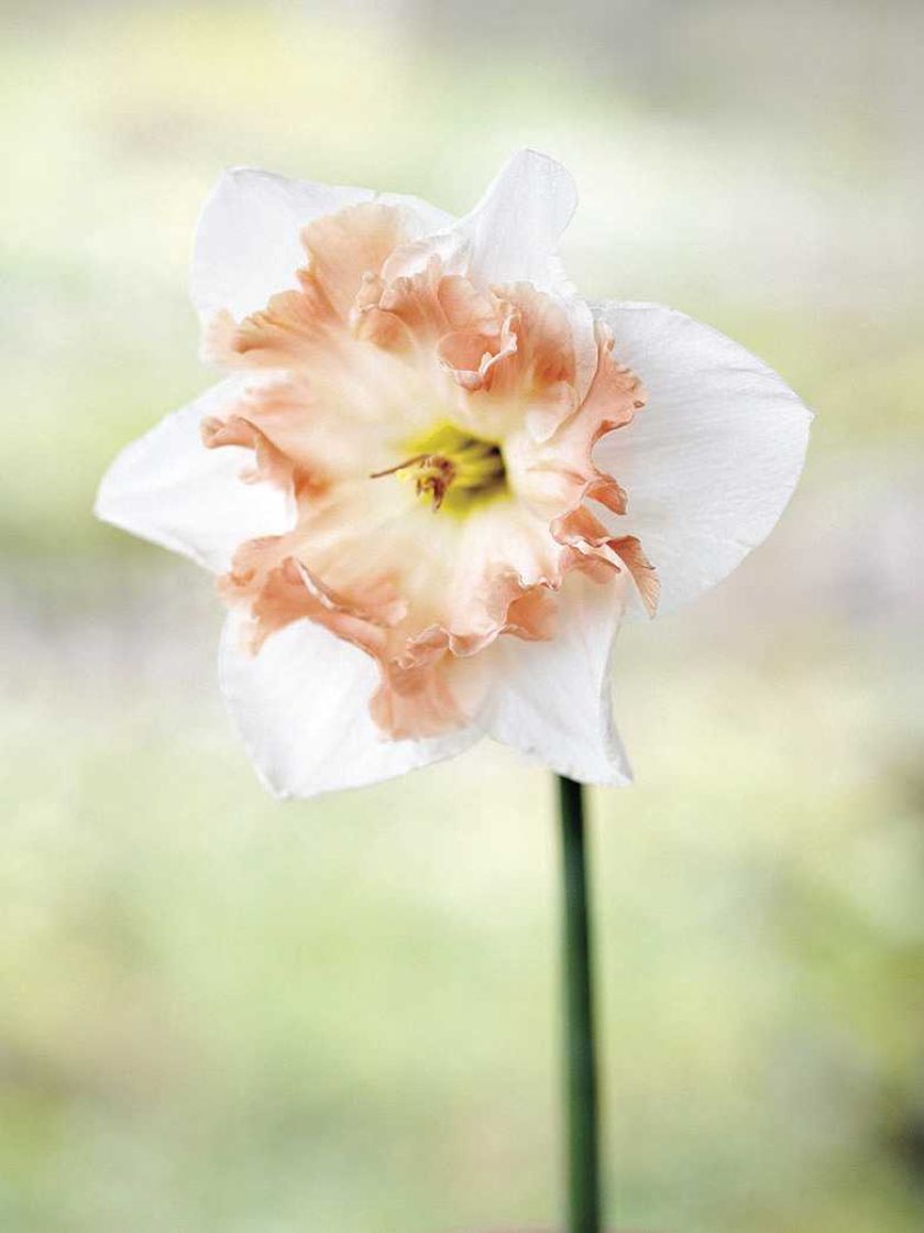 Narcyz Edinburgh. Milion i jeden narcyzów