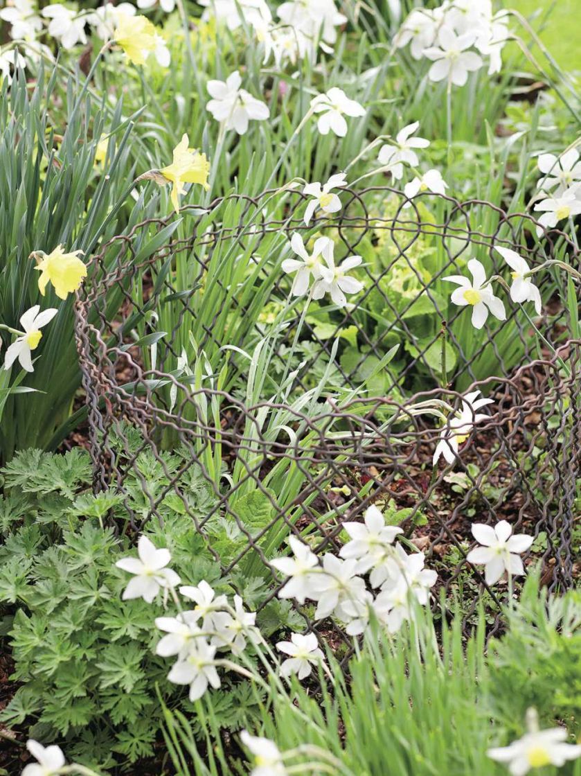 Milion i jeden narcyzów