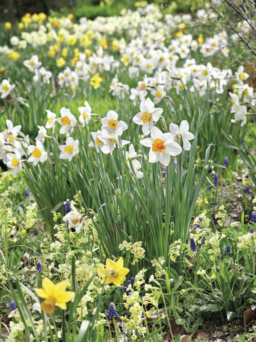 Milion i jeden narcyzów