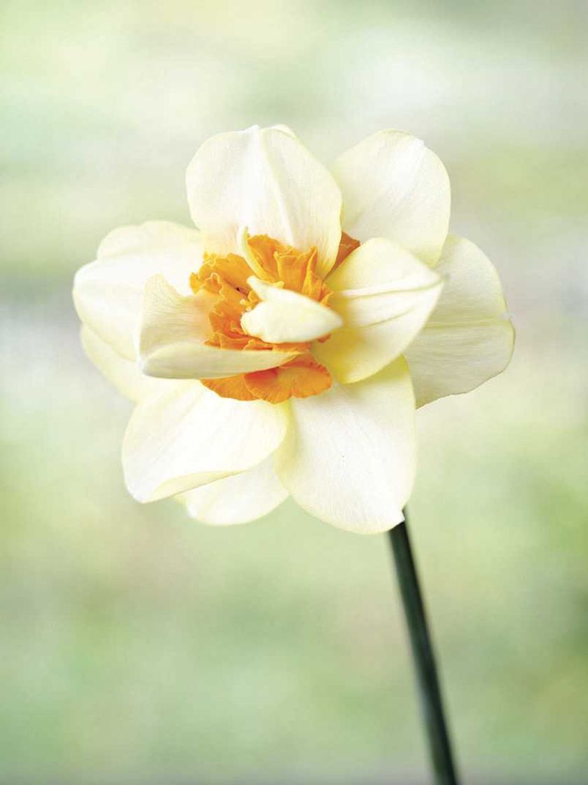 Narcyz Orange Queen. Milion i jeden narcyzów