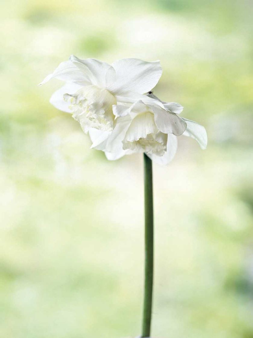 Milion i jeden narcyzów. Milion i jeden narcyzów