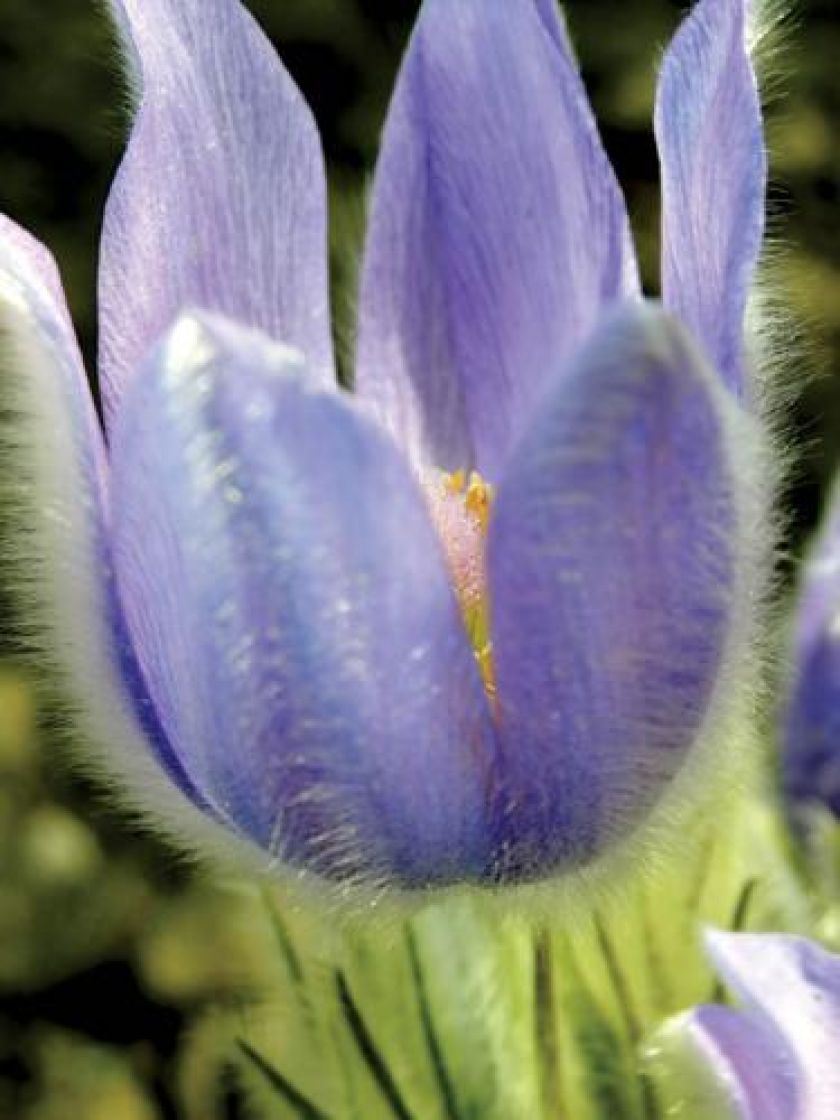 sasanka zwyczajna rośliny ogrodowe na skalniak