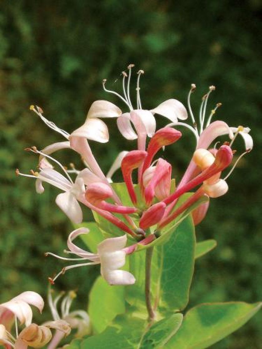 kiedy kwitnie wiciokrzew