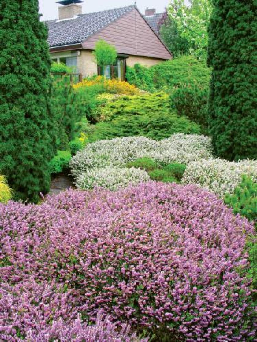 Wrzosy - choć ożywiają monotonny krajobraz, zapowiadają, niestety, pożegnanie lata. Jak je uprawiać?