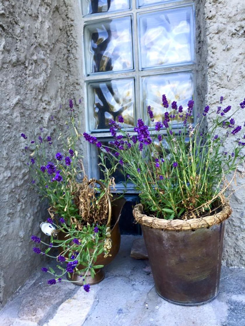 jak dbać o lawendę zimą