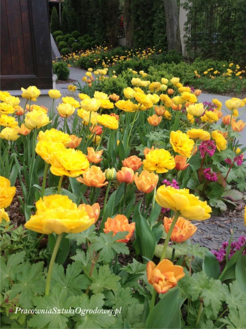 Ogród przy zabytkowej willi w Gdańsku