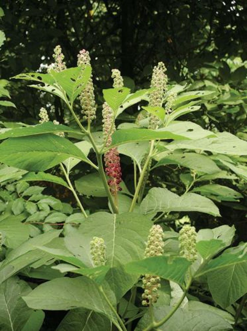 Ogród pełen traw i żywopłotów. Ogród pełen traw i żywopłotów