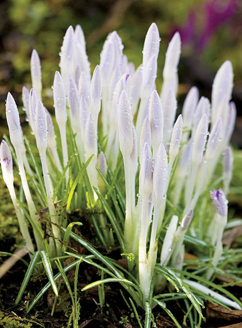 Największą słabością właścicieli ogrodu są przebiśniegi. Dlatego najlepiej odwiedzić ich wiosną.