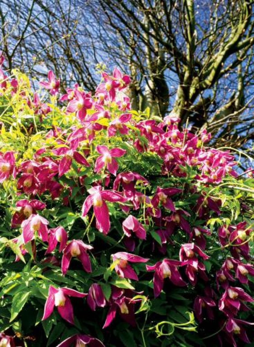 Ogród mieni się tęczą barw. Angielski trawnik i polska łąka