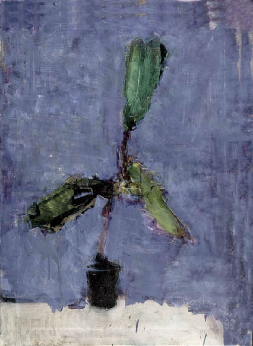 Jacek Sienicki, Fikus , 1995 r., Desa Unicum