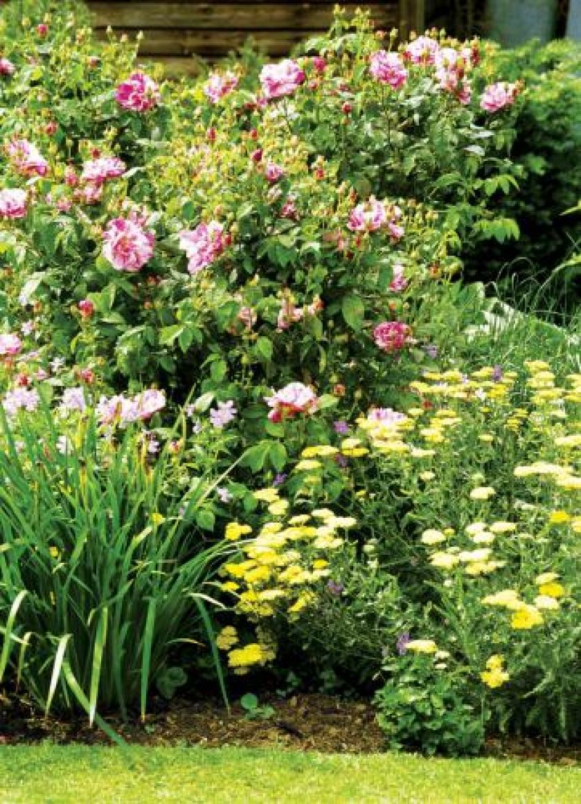 Dobrym towarzystwem dla różanych krzewów są kosaćce i wrotycz.