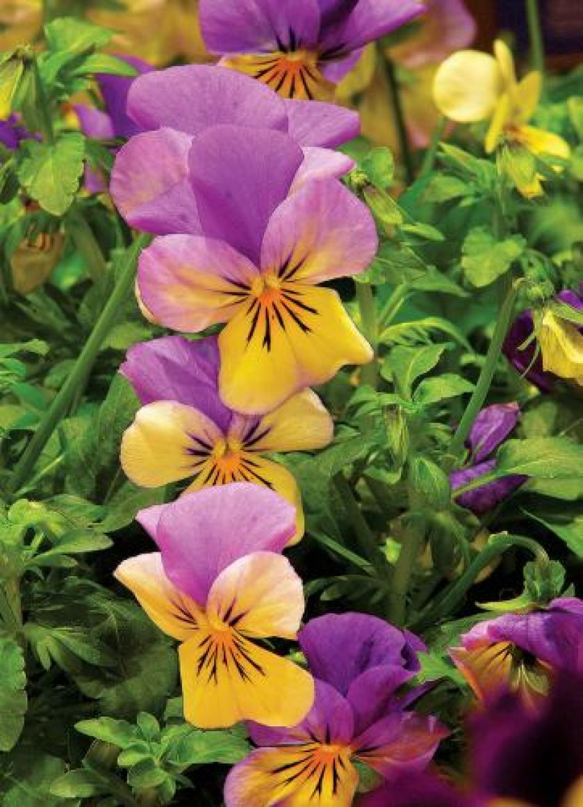 Fiołek trójbarwny bratek