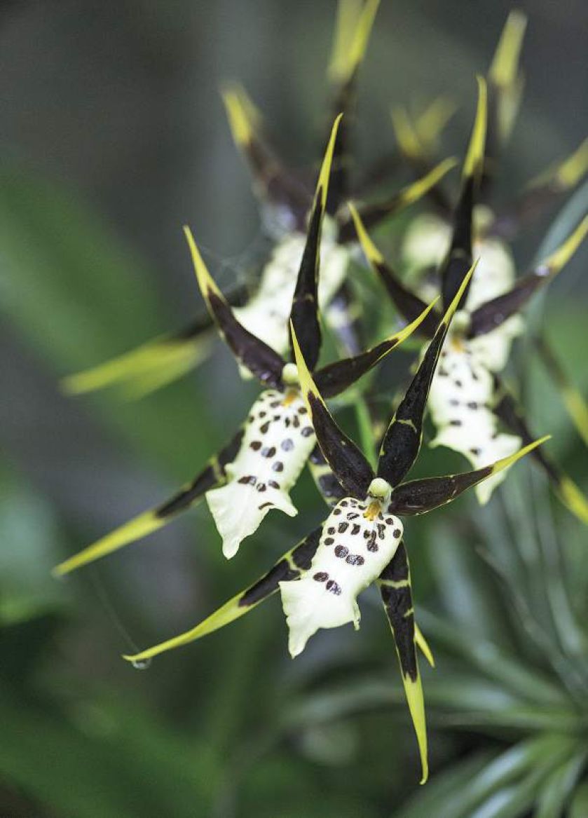 Paryska dżungla partnera Yves a Saint Laurenta