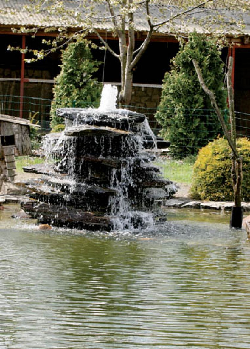 W tym królestwie ptaków wszystko zaprojektowane jest dla ich wygody - nawet fontanna.