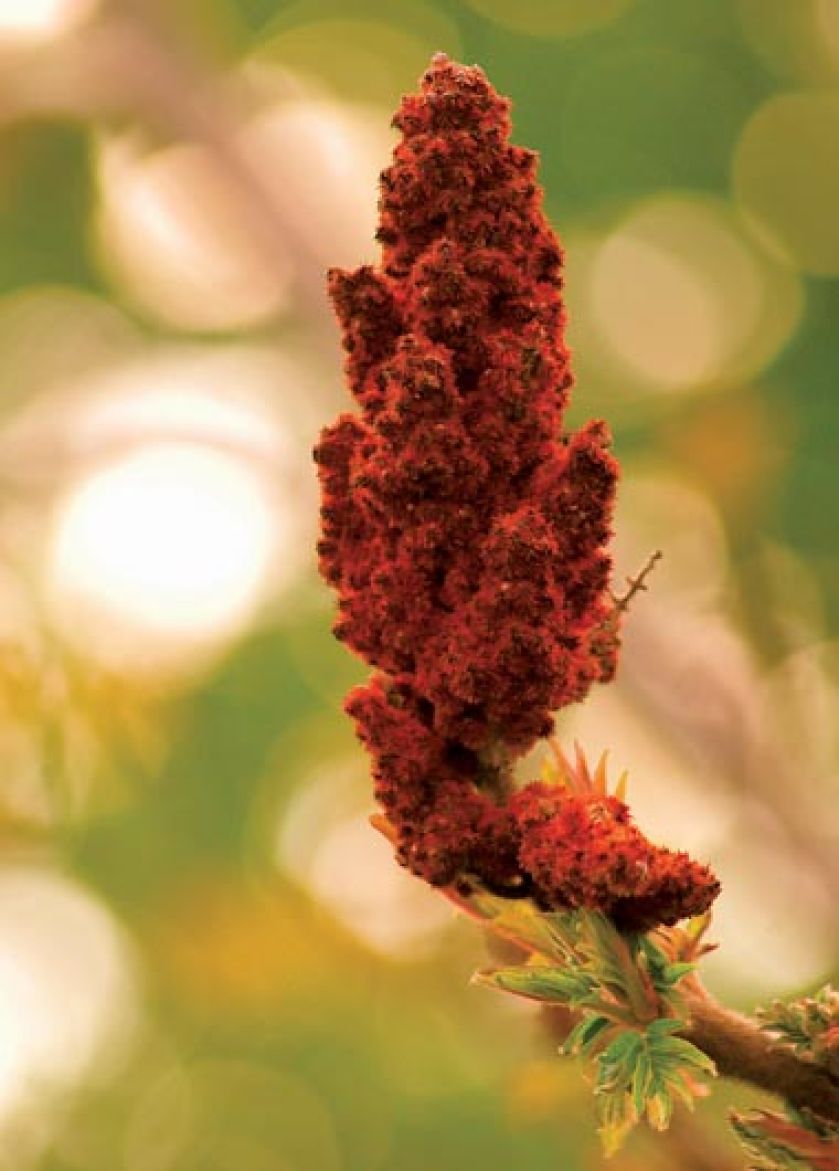 Owoce sumaka to szkarłatnoczerwone kuleczki rosnące w efektownych kolbach.
