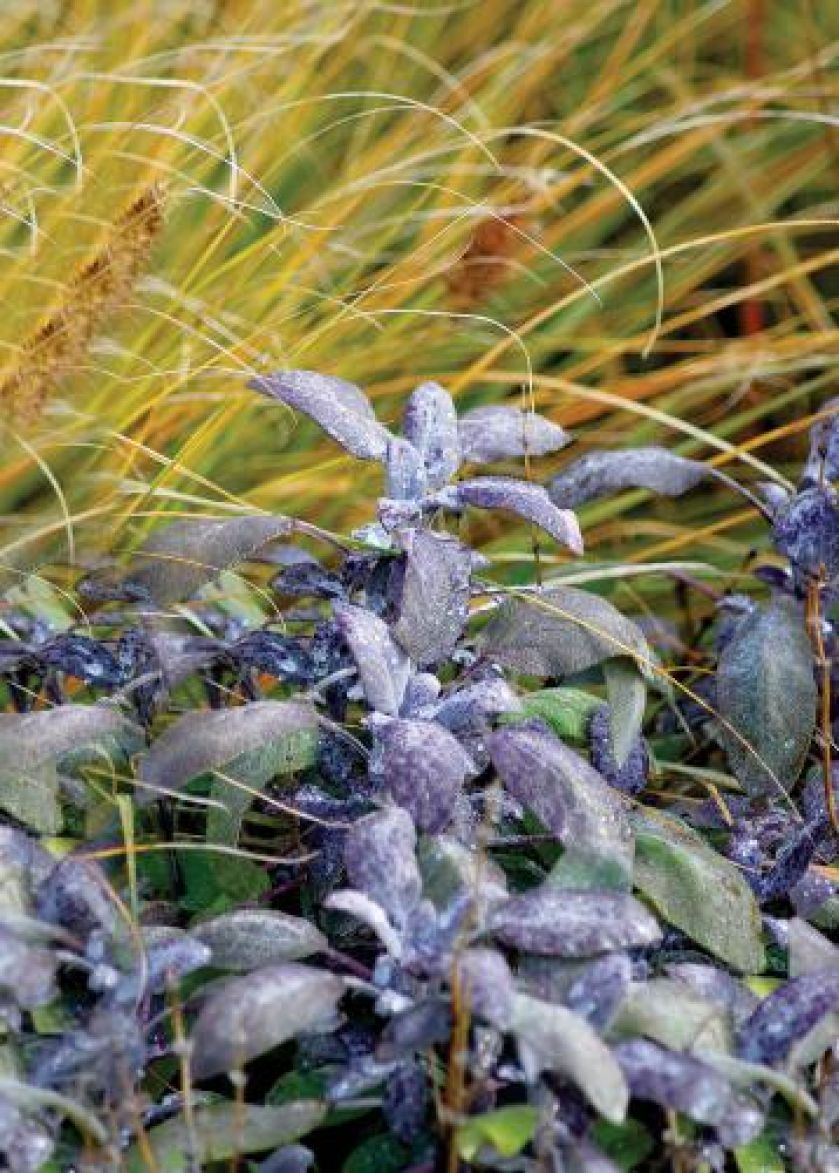 Szałwia lekarska Purpurea. Jesień kolorowych traw