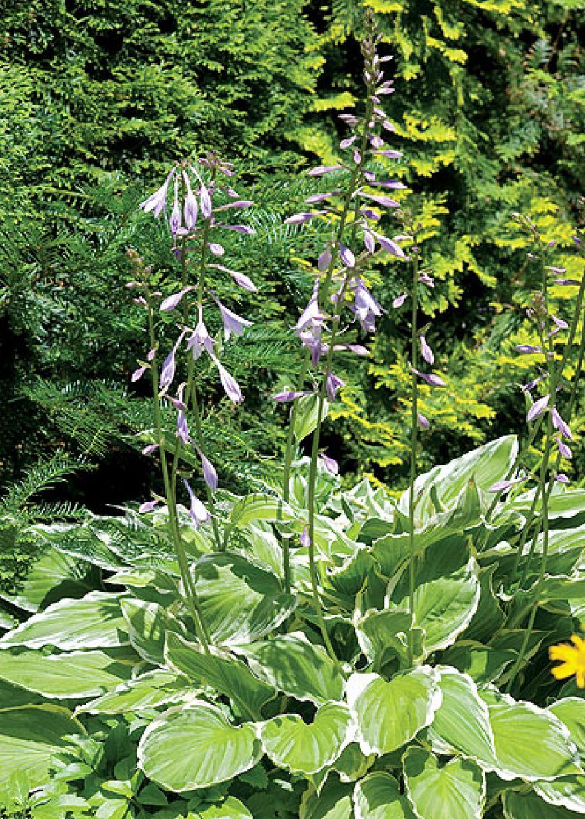 Ogród w angielskim stylu