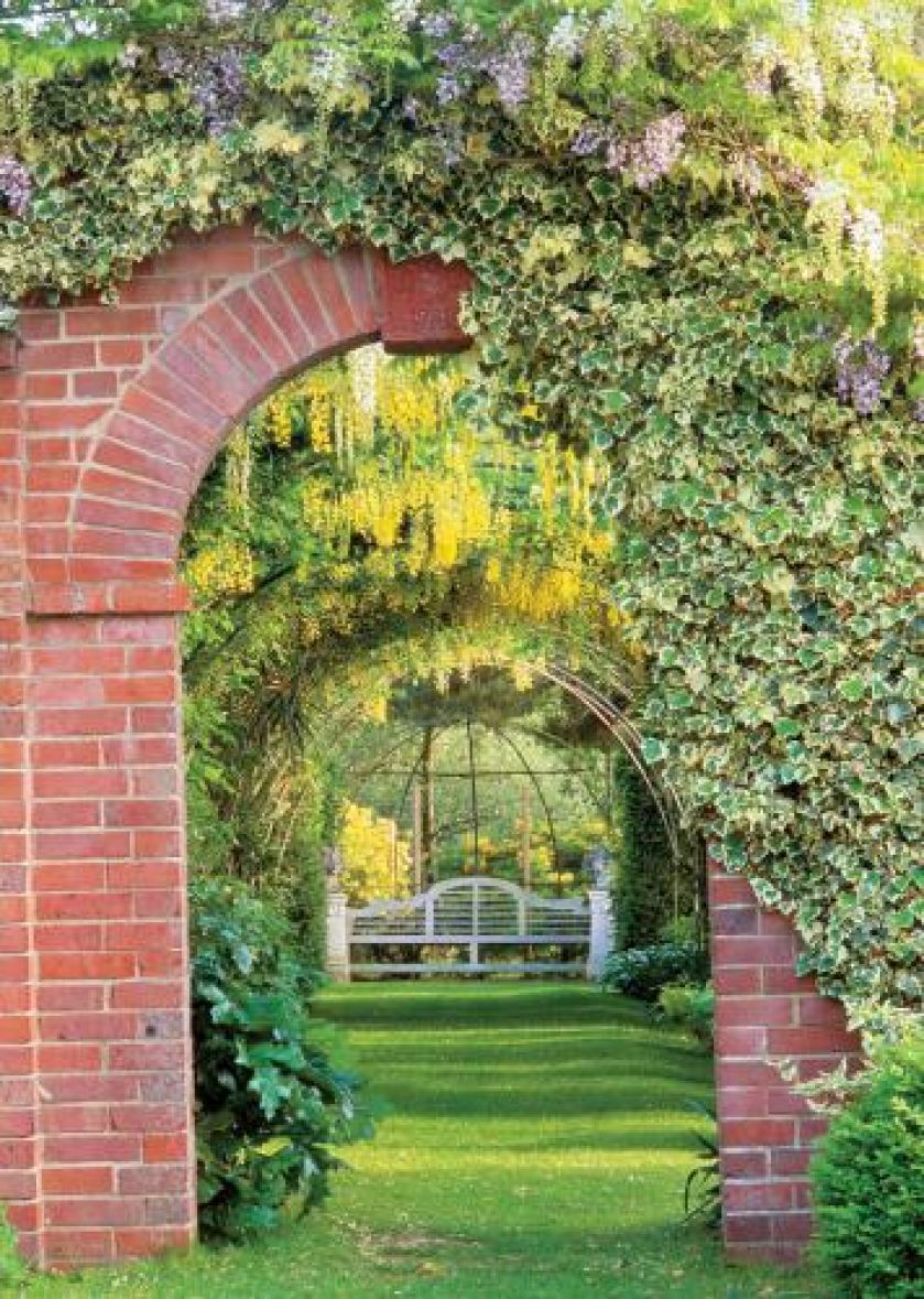 Bluszcz akrobata. Bluszcz akrobata