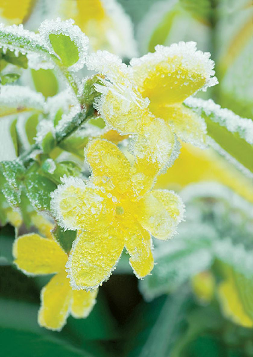 Jaśmin kwitnie zimą