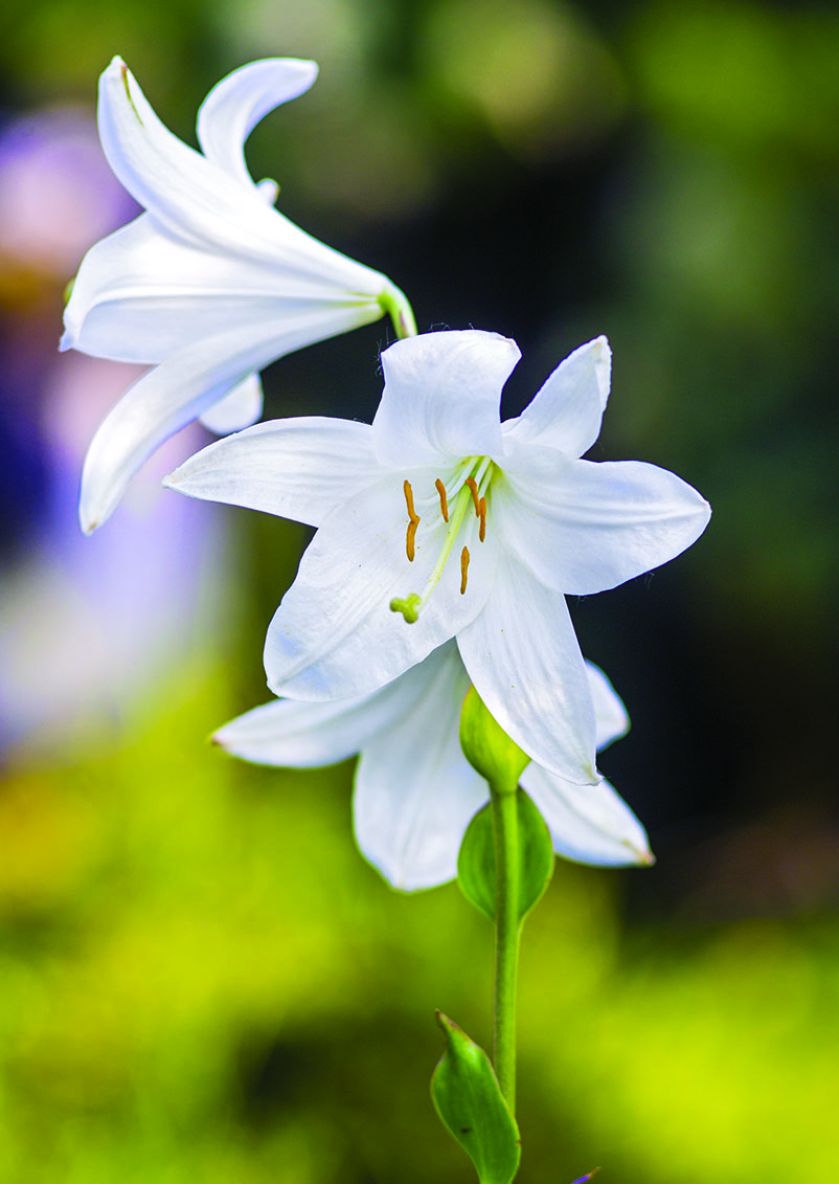 Eden, raj - co rosło w biblijnym ogrodzie?