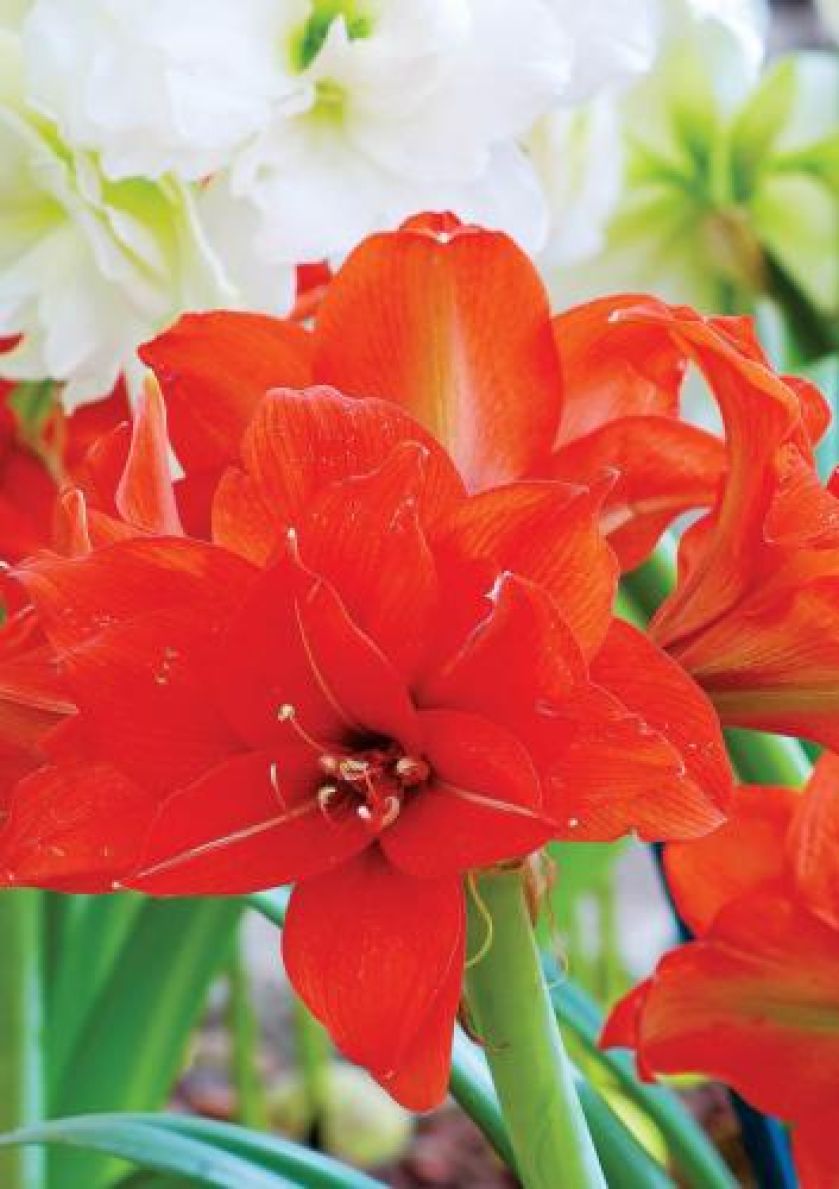 Hippeastrum (zwartnica) a amarylis
